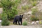 Black Bear Face-off!