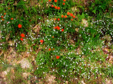 Feather Falls Wild Flowers