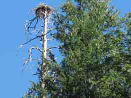 Sugar Pine Reservoir