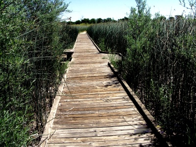 Vernal Pools