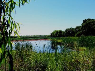 Vernal Pools 