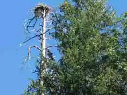 Sugar Pine Reservoir Trail